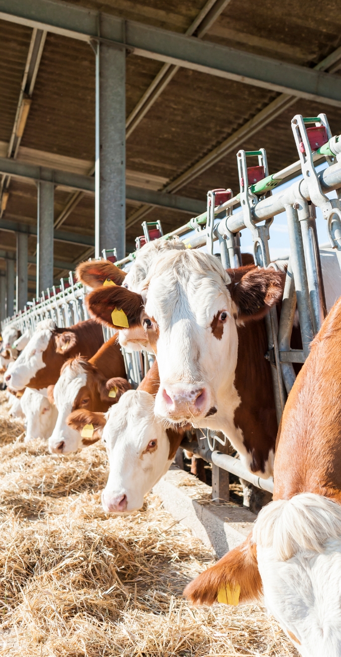 Entreprise de construction bâtiments agricoles en Loire ATlantique